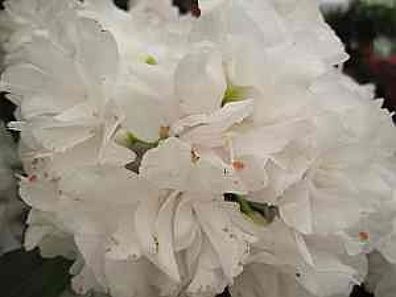 Rhododendron hybr. Queen Anne - 30 - 40 cm