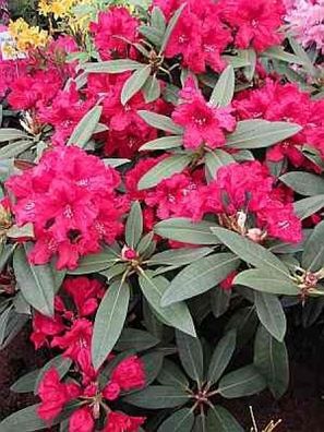 Rhododendron hybr. Rabatz - 30 - 40 cm