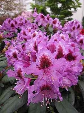 Rhododendron hybr. Ledikanense - 30 - 40 cm