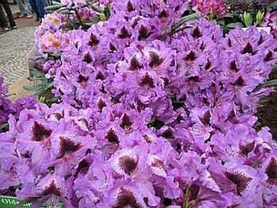 Rhododendron hybr. Park Graal-Müritz - 30 - 40 cm