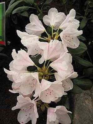 Rhododendron hybr. More Months - 30 - 40 cm