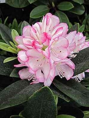 Rhododendron hybr. Picotee - 30 - 40 cm