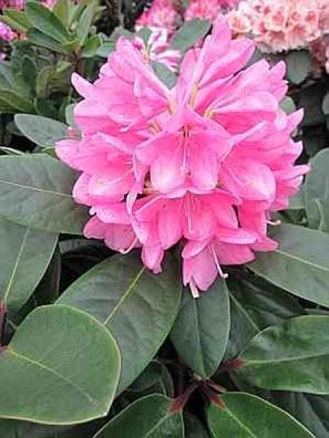 Rhododendron hybr. Split Up - 30 - 40 cm