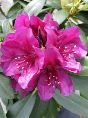 Rhododendron hybr. Polarnacht - 30 - 40 cm