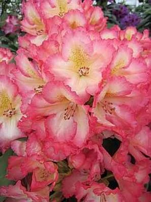 Rhododendron hybr. Suleika - 30 - 40 cm