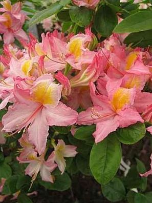 Rhododendron luteum Bonny - 25 - 30 cm