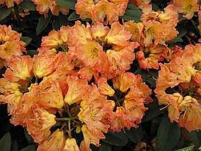 Rhododendron hybr. Sun Fire - 30 - 40 cm