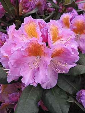 Rhododendron hybr. Tanaga - 30 - 40 cm