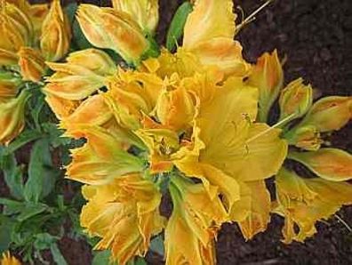 Rhododendron luteum Friesia - 25 - 30 cm