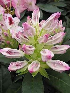 Rhododendron hybr. Ursula - 30 - 40 cm
