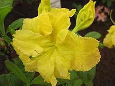 Rhododendron luteum Yellow Cloud - 25 - 30 cm