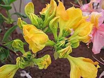 Rhododendron mixtum Goldklöpfchen - 25 - 30 cm