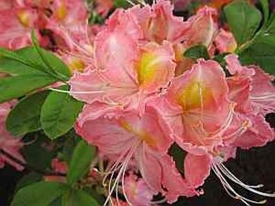Rhododendron luteum Margitta - sommergrüne Azalee Margitta - Azalea pontica/ flavum -