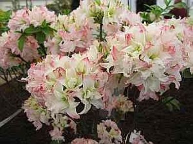 Rhododendron luteum Vinecourt Duke - 25 - 30 cm