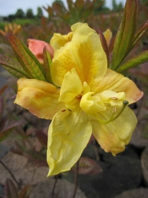 Rhododendron luteum Golden Sunset - 30 - 40 cm