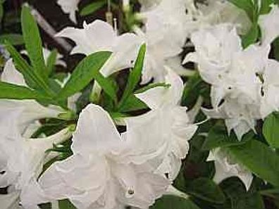 Rhododendron mixtum Schneeköpfchen - 25 - 30 cm
