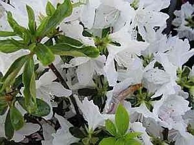 Rhododendron obtusum Luzi - 25 - 30 cm
