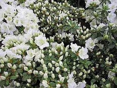 Rhododendron obtusum Maischnee - 25 - 30 cm