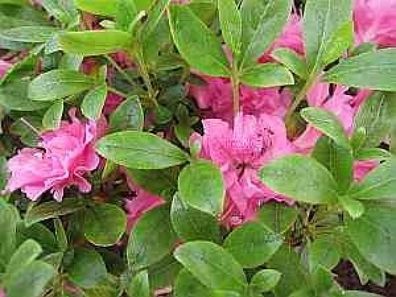 Rhododendron obtusum Marinja - 25 - 30 cm