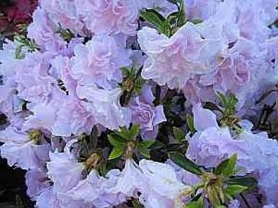 Rhododendron obtusum Mrs. Nancy Dippel - 25 - 30 cm