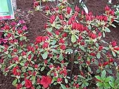Rhododendron obtusum Maxi - 25 - 30 cm