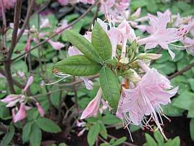 Rhododendron prinophyllum bot. Art - 25 - 30 cm
