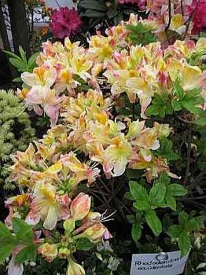 Rhododendron occidentale - 25 - 30 cm
