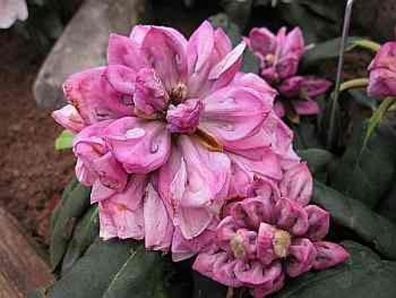 Rhododendron praevernum Mamamia - 25 - 30 cm