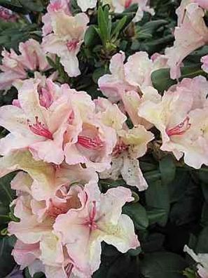 Rhododendron wardii Rio Brasil - 25 - 30 cm