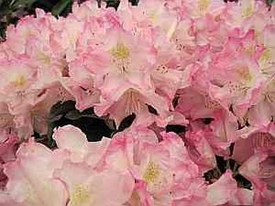 Rhododendron smirnowii Gradito - 25 - 30 cm