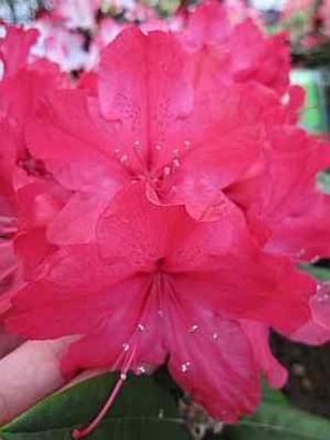 Rhododendron smirnowii Weinlese - 25 - 30 cm