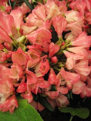 Rhododendron yakushimanum 'Barbarella' - Ball-Rhododendron 'Barbarella' 20-30