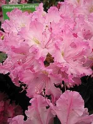Rhododendron smirnowii Millenium - 25 - 30 cm