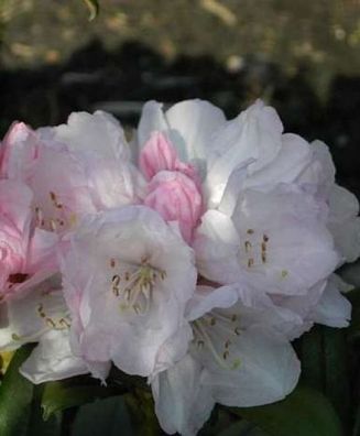 Rhododendron yakushimanum Aprilmorgen - 25 - 30 cm