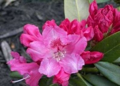 Rhododendron yakushimanum Bad Zwischenahn - 25 - 30 cm