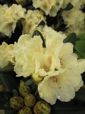 Rhododendron yakushimanum 'Millenium Gold' - Ball-Rhododendron 'Millenium Gold' 20-30