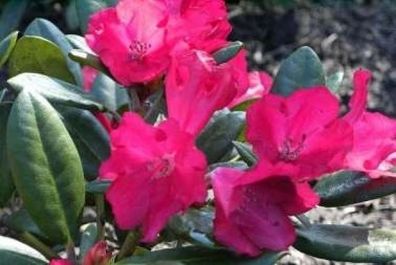 Rhododendron yakushimanum Bambola - 25 - 30 cm
