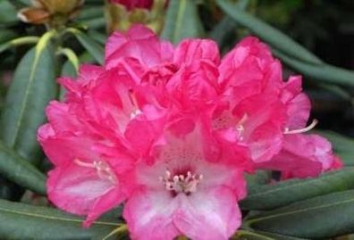 Rhododendron yakushimanum Barmstedt - 25 - 30 cm