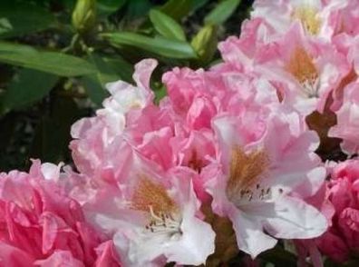 Rhododendron yakushimanum Bashfull - 25 - 30 cm