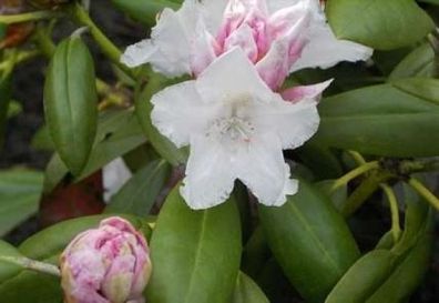 Rhododendron yakushimanum Blankenese - 25 - 30 cm