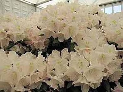 Rhododendron yakushimanum Mist Maiden - 25 - 30 cm