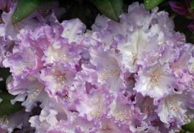Rhododendron yakushimanum Caroline Albrook - 25 - 30 cm