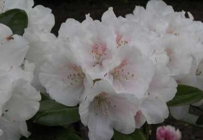 Rhododendron yakushimanum Seidenglanz - 25 - 30 cm