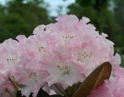 Rhododendron yakushimanum-hybride Catinka - Ball-Rhododendron Catinka - Ball-Alpenros