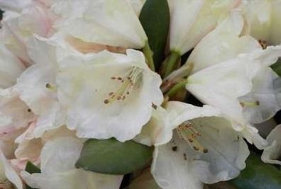 Rhododendron yakushimanum Katharina - Ball-Rhododendron Katharina - Ball-Alpenrose Ka