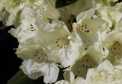 Rhododendron yakushimanum Lucinda - Ball-Rhododendron Lucinda - Ball-Alpenrose - 25-3