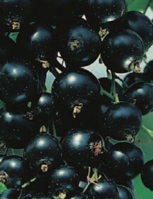 Ribes nigrum Silvergieters (20 - 40 cm) - schwarze Johannisbeere