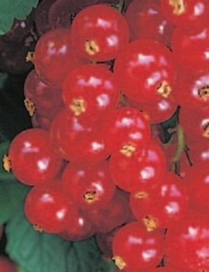 Ribes rubrum Jonkheer van Tets (20 - 40 cm) - rote Johannisbeere