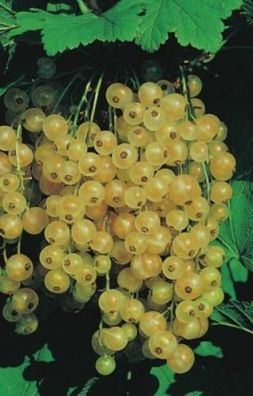 Ribes rubrum 'Weiße Versailler' - Weiße Johannisbeere