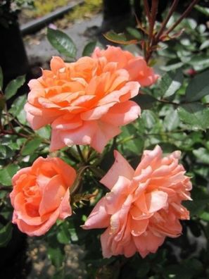 Rosa Flower Power® - Zwergrose Flower Power® Duft + +